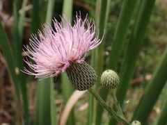 Cirsium nuttalii image