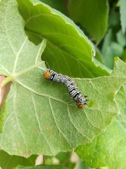 Androloma disparata