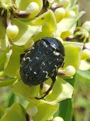 Euphoria sepulcralis