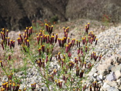 Tagetes multiflora