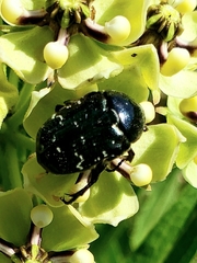 Euphoria sepulcralis