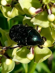 Euphoria sepulcralis