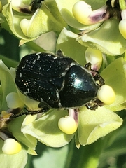 Euphoria sepulcralis