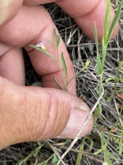 Convolvulus simulans