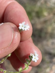 Cryptantha clevelandii