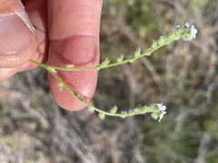 Cryptantha clevelandii