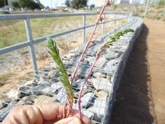Lythrum hyssopifolia