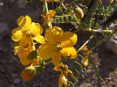 Senna birostris