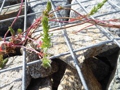 Lythrum hyssopifolia