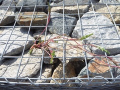 Lythrum hyssopifolia