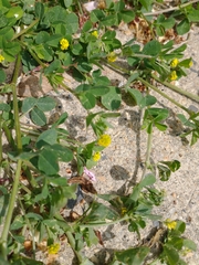 Medicago lupulina