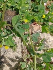 Medicago lupulina