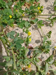 Medicago lupulina