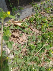 Medicago lupulina