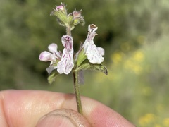 Stachys rigida quercetorum