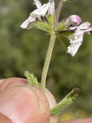 Stachys rigida quercetorum