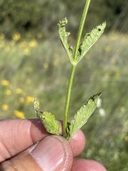 Stachys rigida quercetorum
