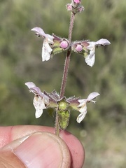 Stachys rigida quercetorum