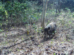 Sus scrofa leucomystax