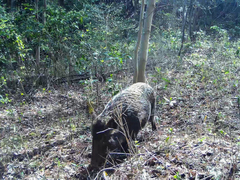 Sus scrofa leucomystax