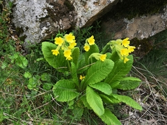 Primula intricata lofthousei