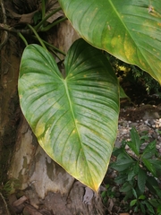 Philodendron advena