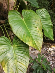 Philodendron advena