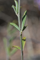 Psoralea venusta