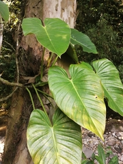 Philodendron advena