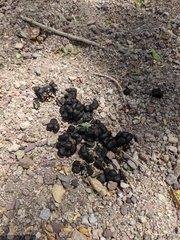 Odocoileus virginianus couesi