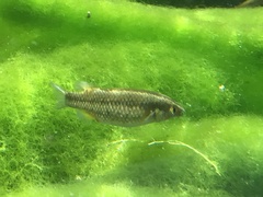 Crenichthys baileyi moapae