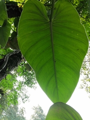 Philodendron advena