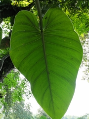 Philodendron advena