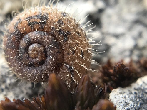 Ponentina platylasia