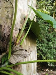 Philodendron advena