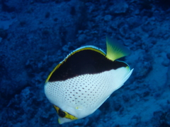 Chaetodon tinkeri