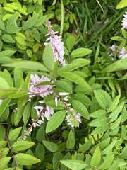 Orbexilum pedunculatum