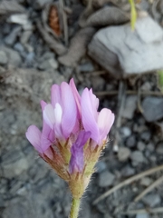 Astragalus stella - cruciatus