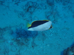 Chaetodon tinkeri