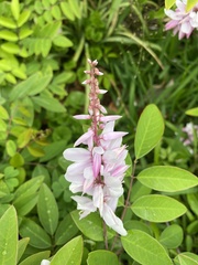 Orbexilum pedunculatum