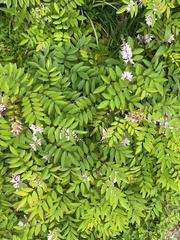 Orbexilum pedunculatum