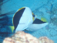 Chaetodon tinkeri