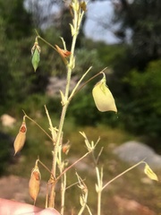 Vicia lens lamottei
