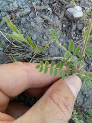 Astragalus stella - cruciatus