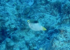Canthigaster epilampra