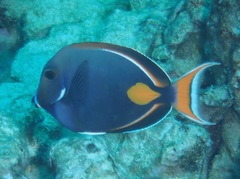 Acanthurus achilles