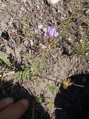 Astragalus stella - cruciatus