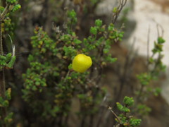Calceolaria inamoena