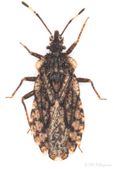 Aradus brenskei