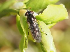 Platycheirus albimanus